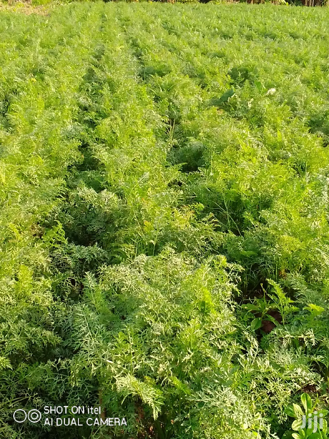 Fresh Carrots
