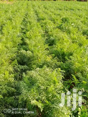 Fresh Carrots