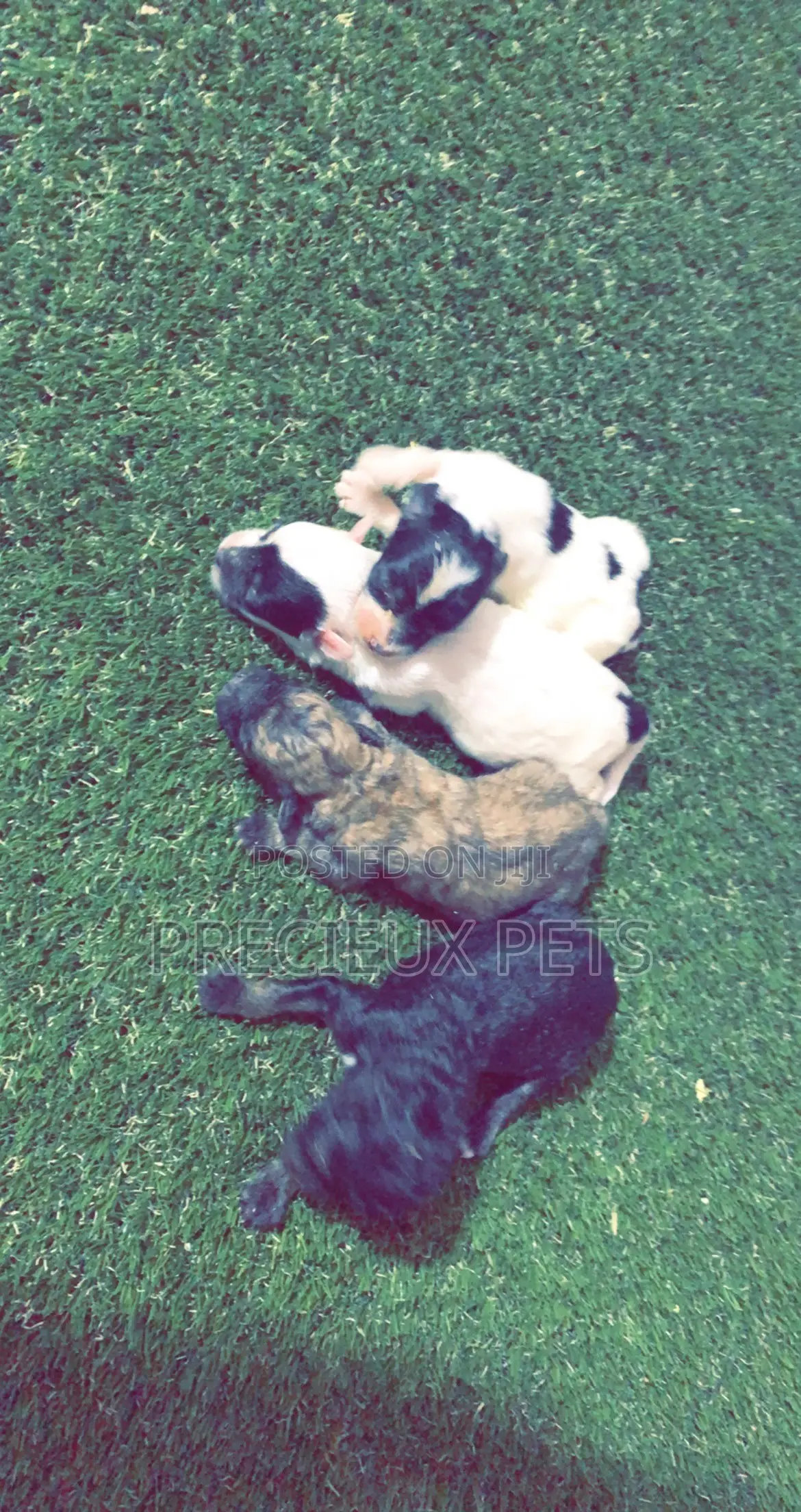 0-1 Month Male Purebred Poodle