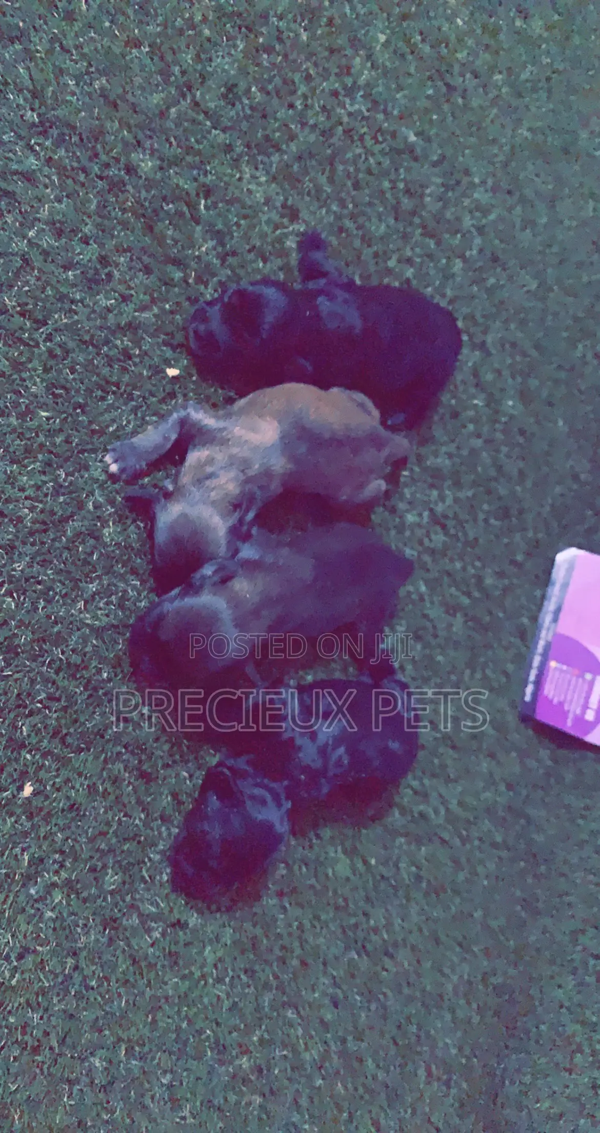 0-1 Month Male Purebred Poodle