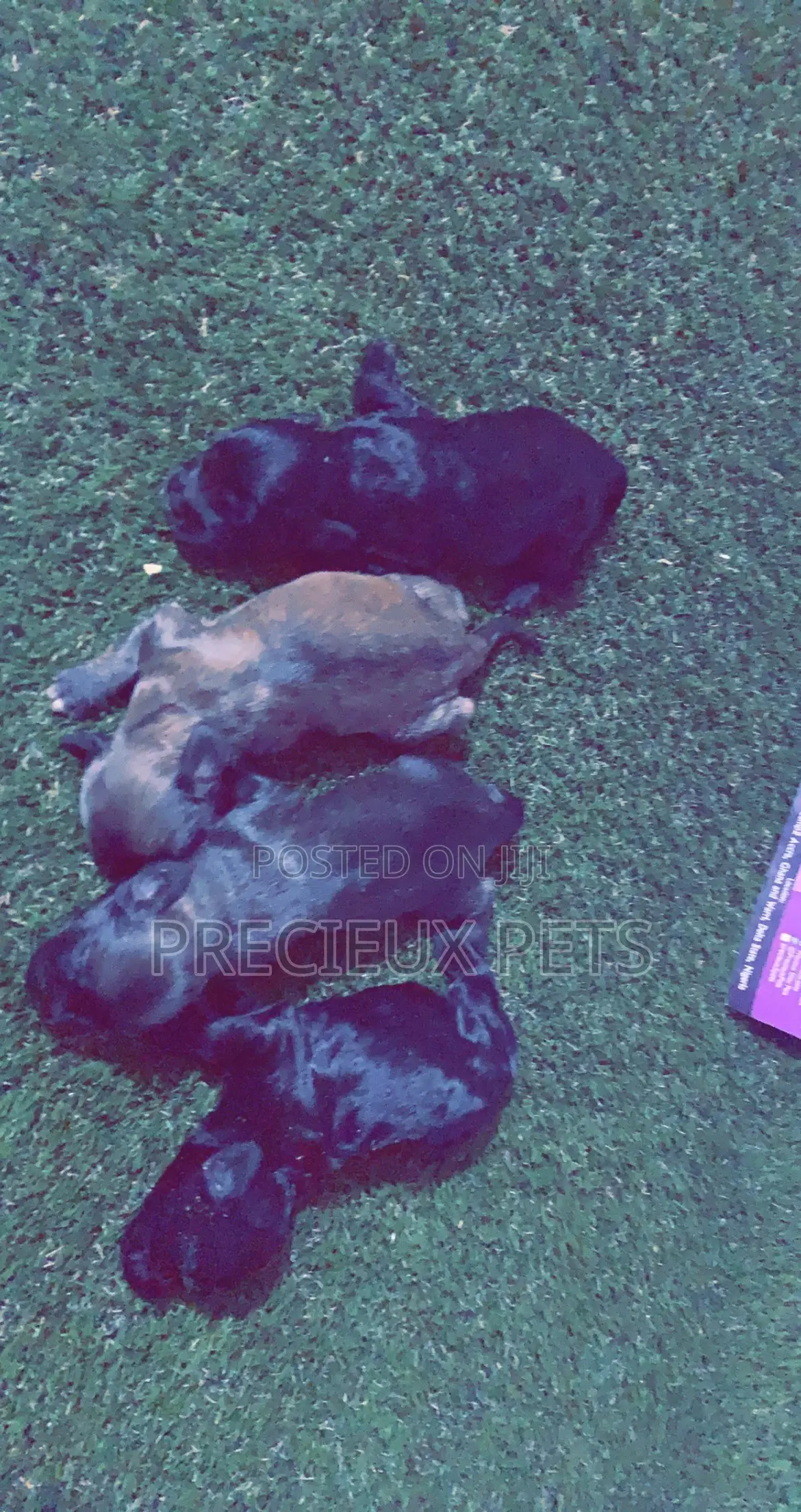 0-1 Month Male Purebred Poodle