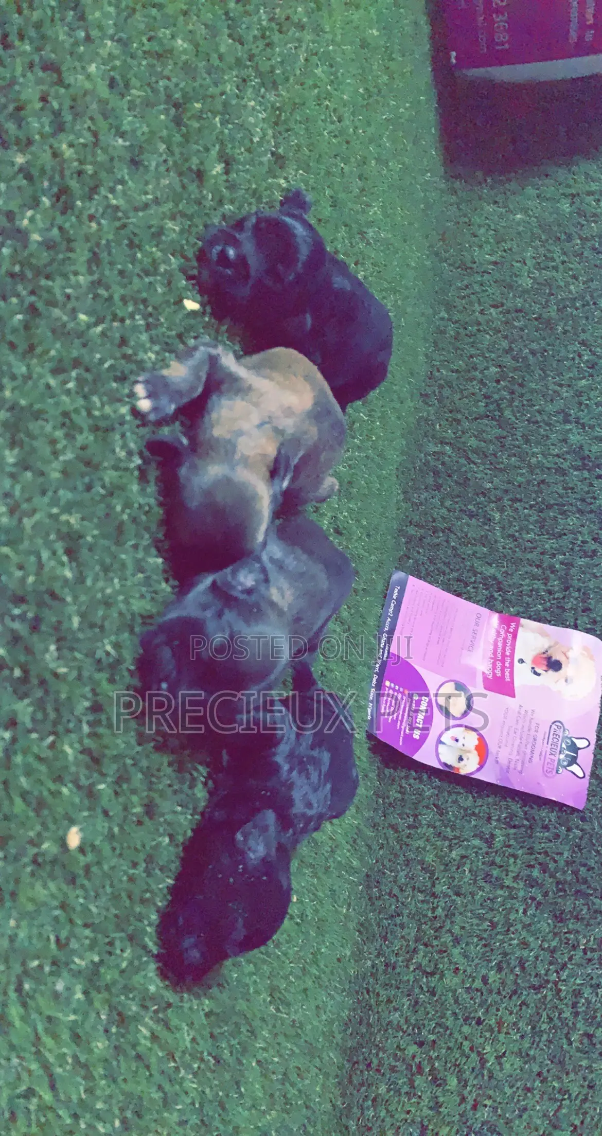 0-1 Month Male Purebred Poodle