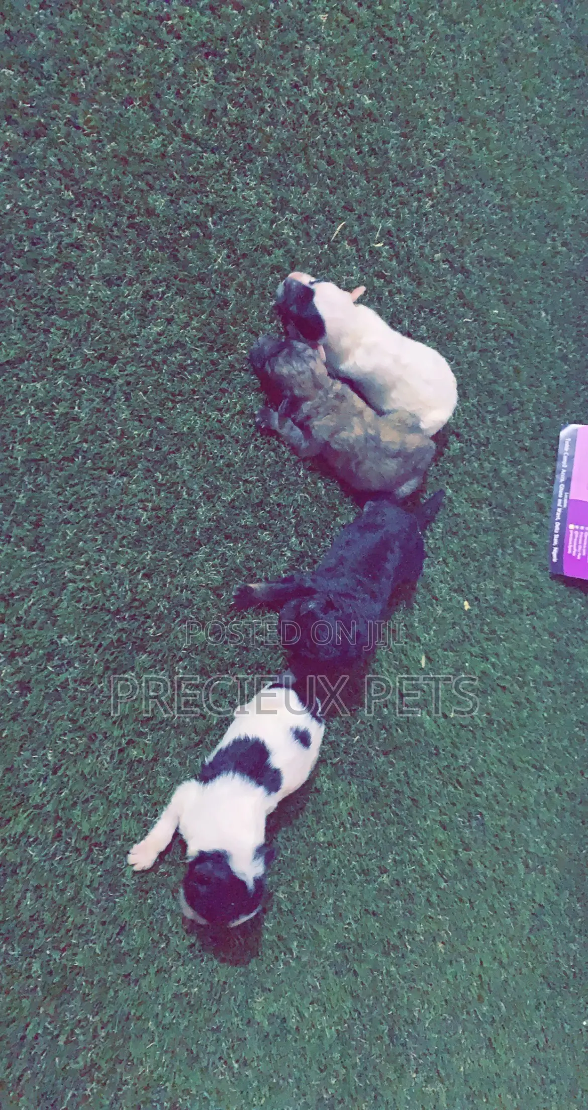 0-1 Month Male Purebred Poodle