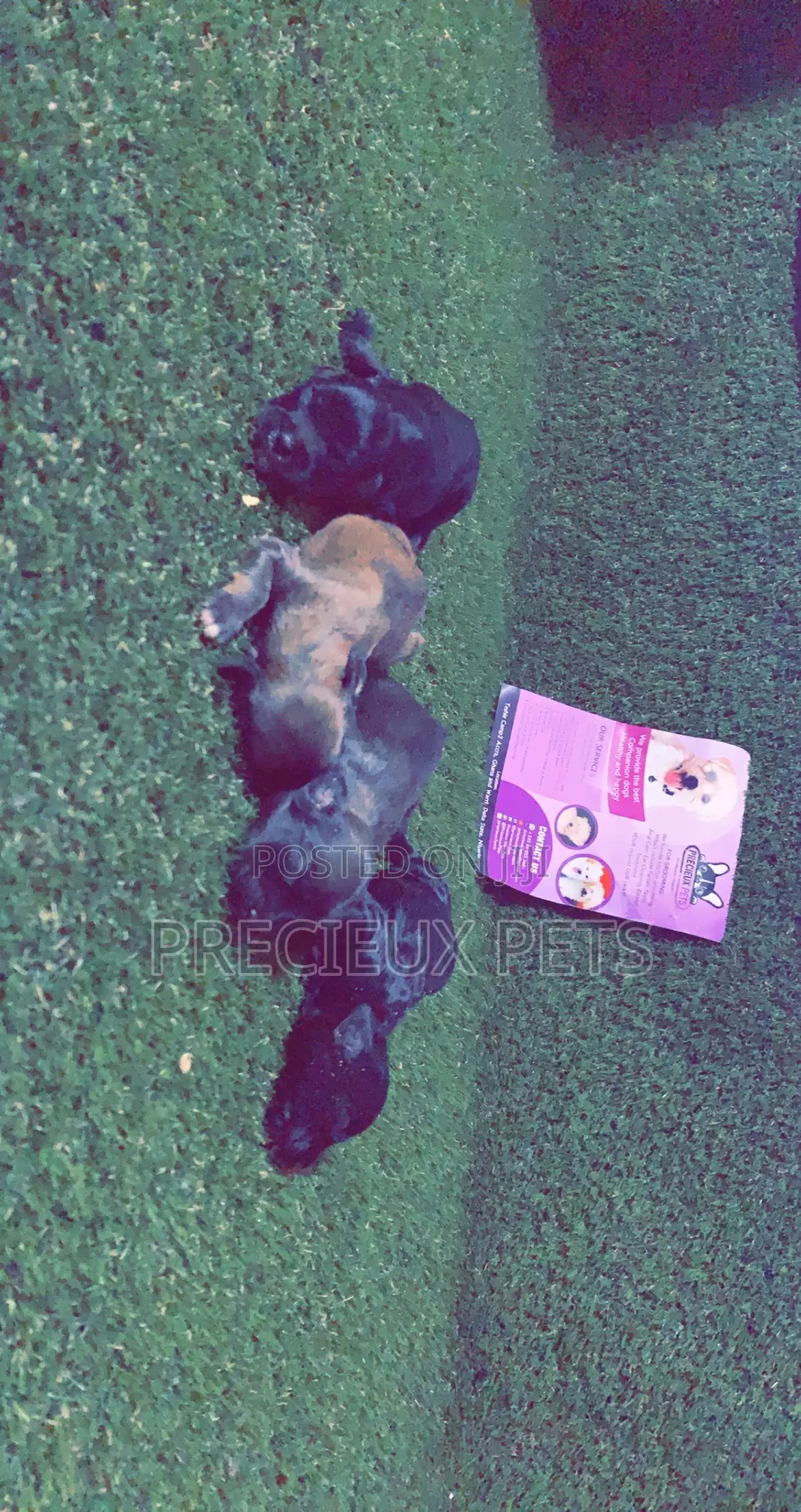 0-1 Month Male Purebred Poodle