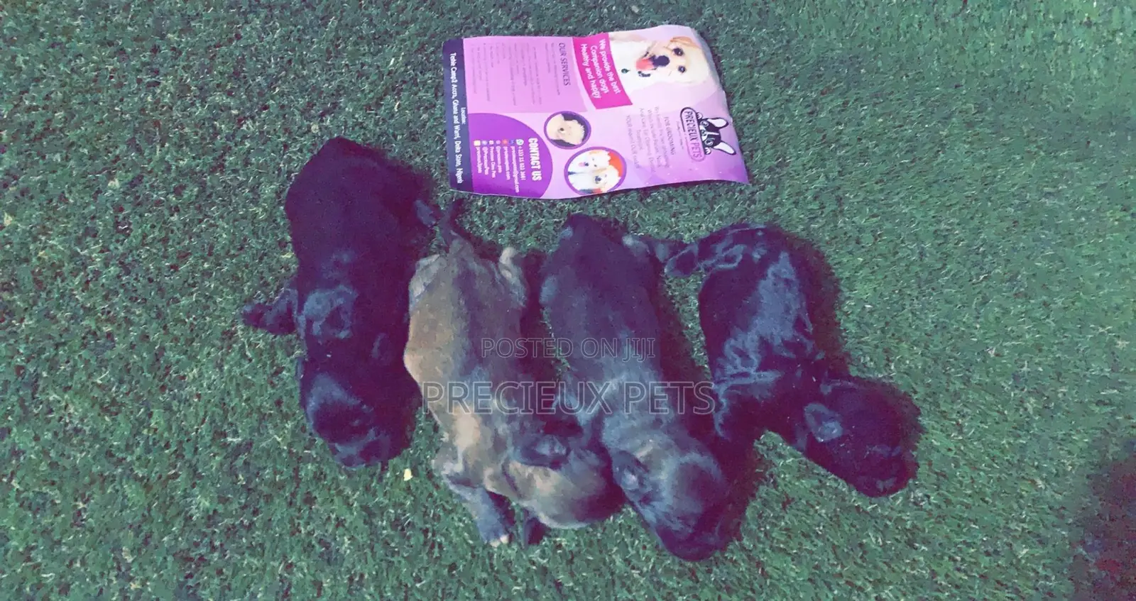 0-1 Month Male Purebred Poodle