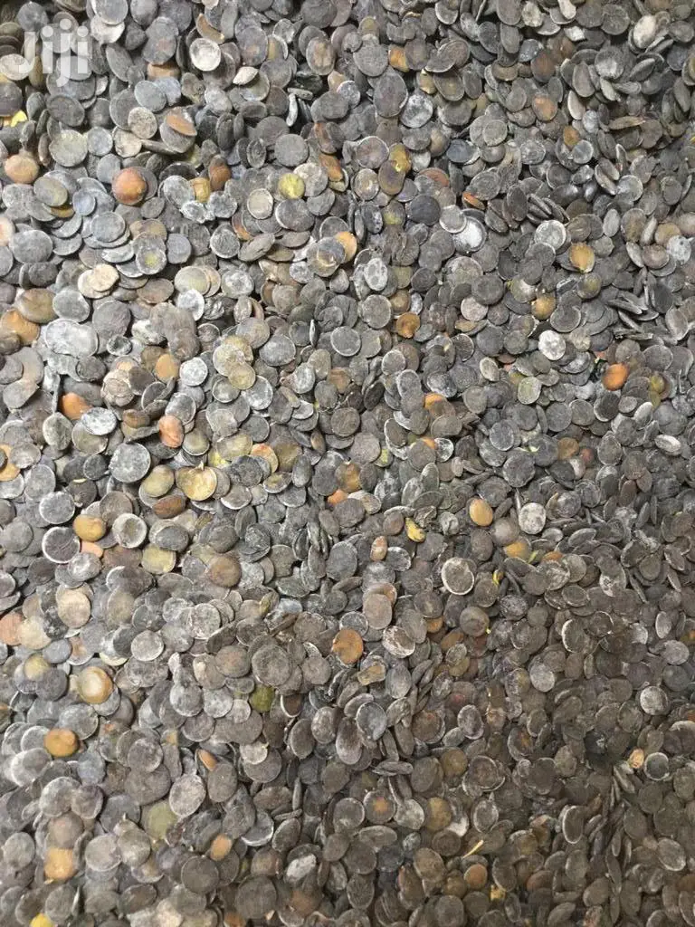 Griffonia Seeds