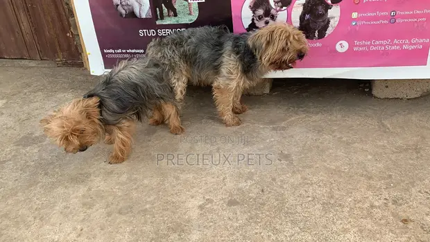 Mating for YORKSHIRE TERRIER in Teshie-Nungua Estates Pet