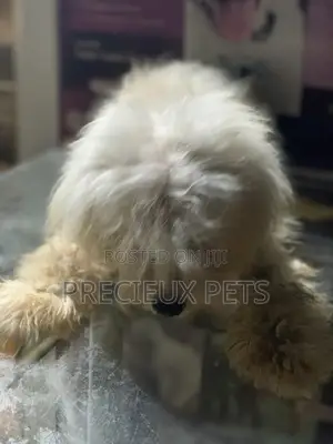 6-12 Month Male Purebred Maltese
