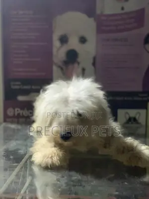 6-12 Month Male Purebred Maltese