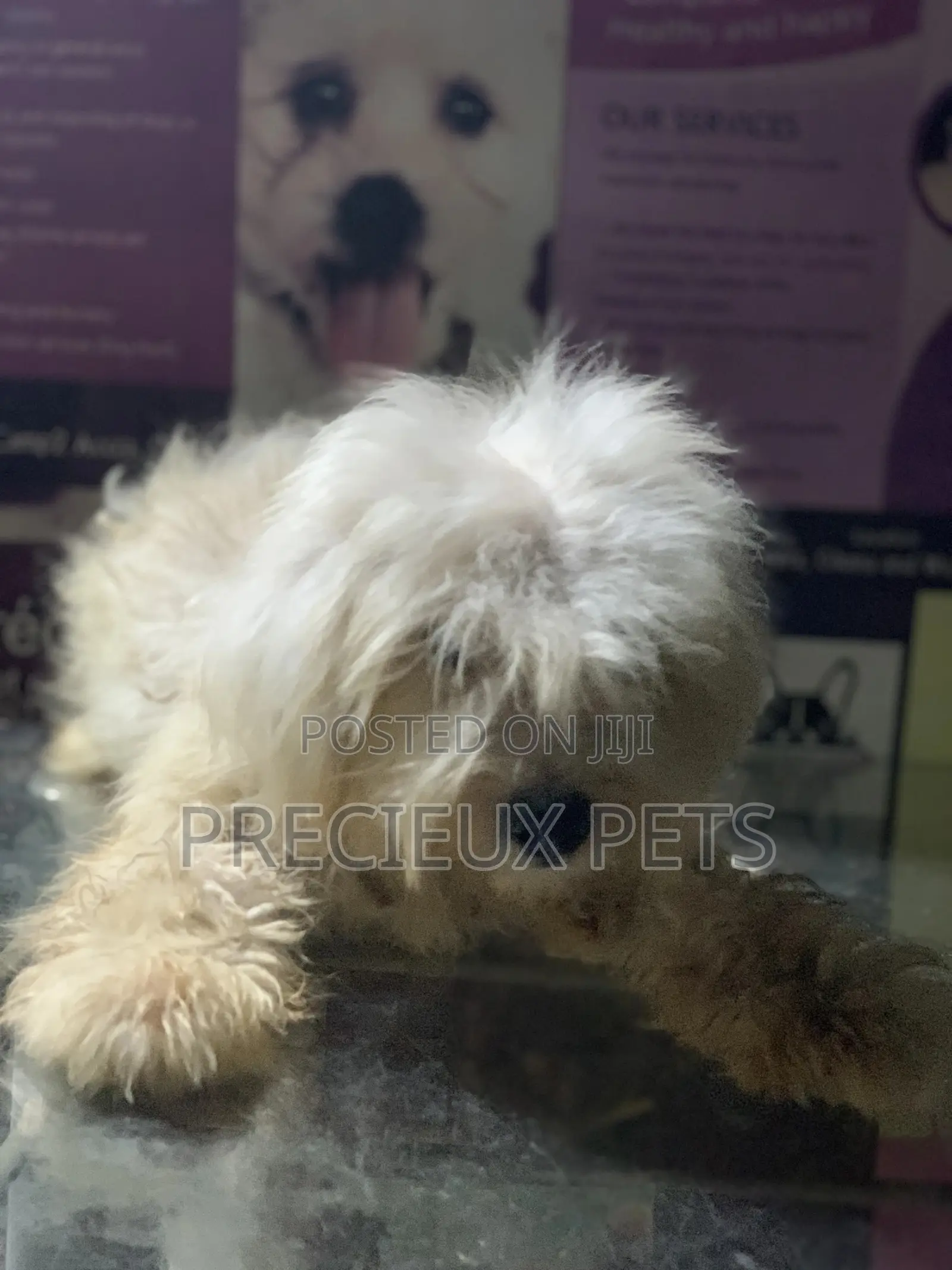 6-12 Month Male Purebred Maltese