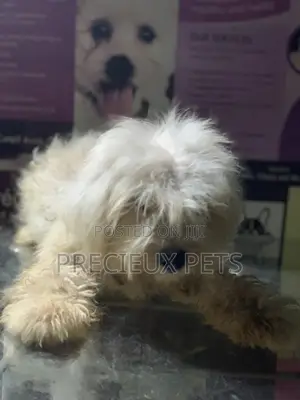 6-12 Month Male Purebred Maltese