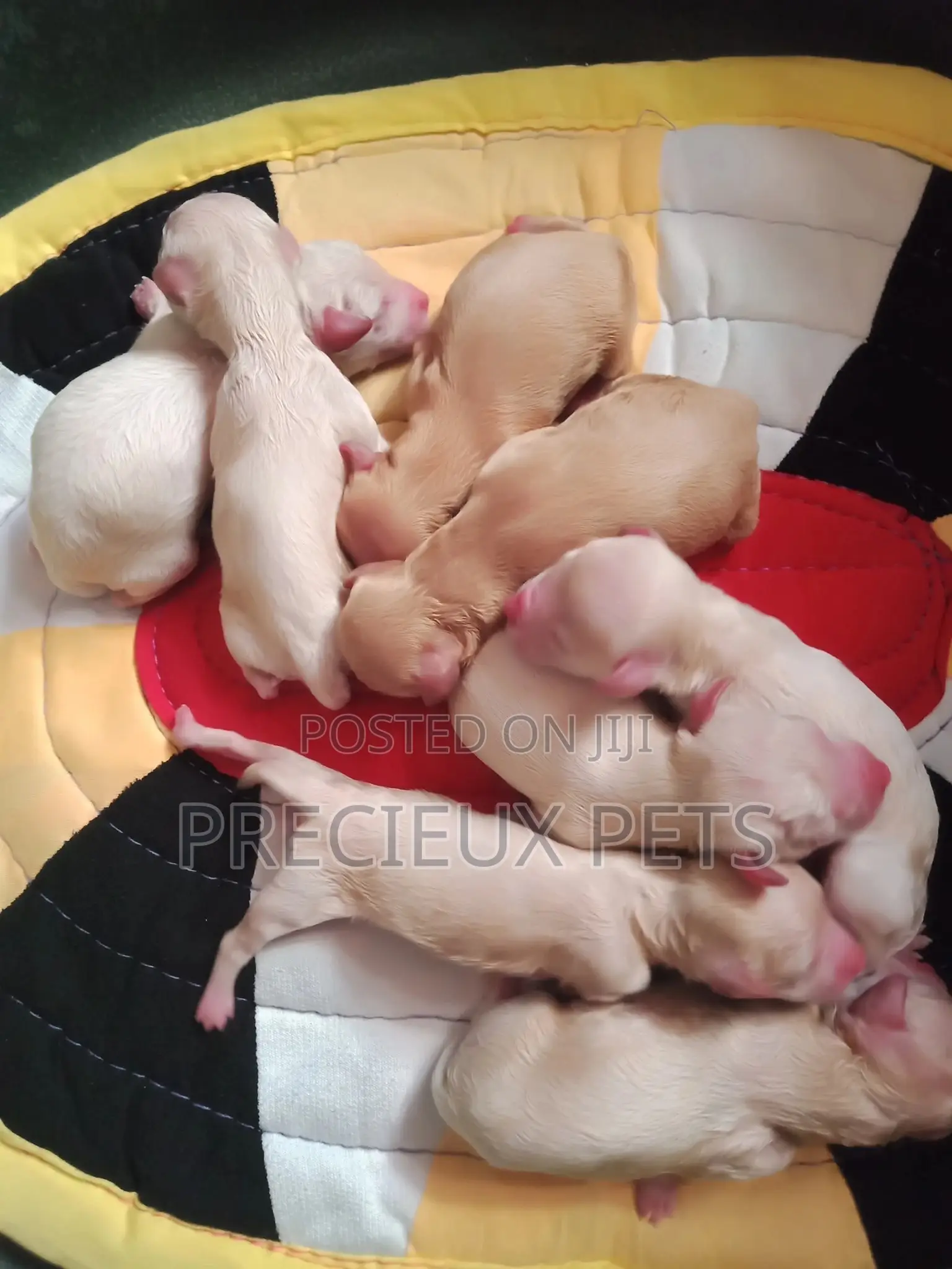0-1 Month Female Purebred Poodle
