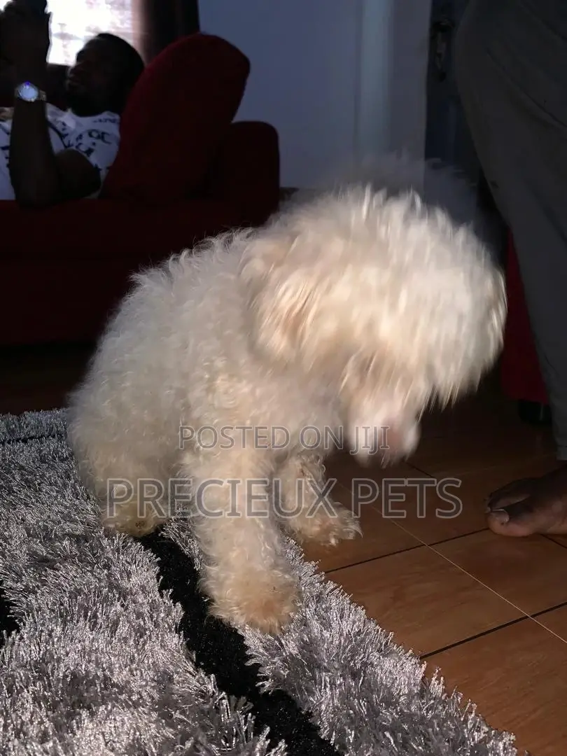 1+ Year Female Purebred Maltese
