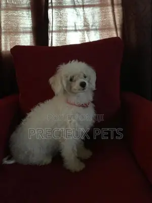 1+ Year Female Purebred Maltese