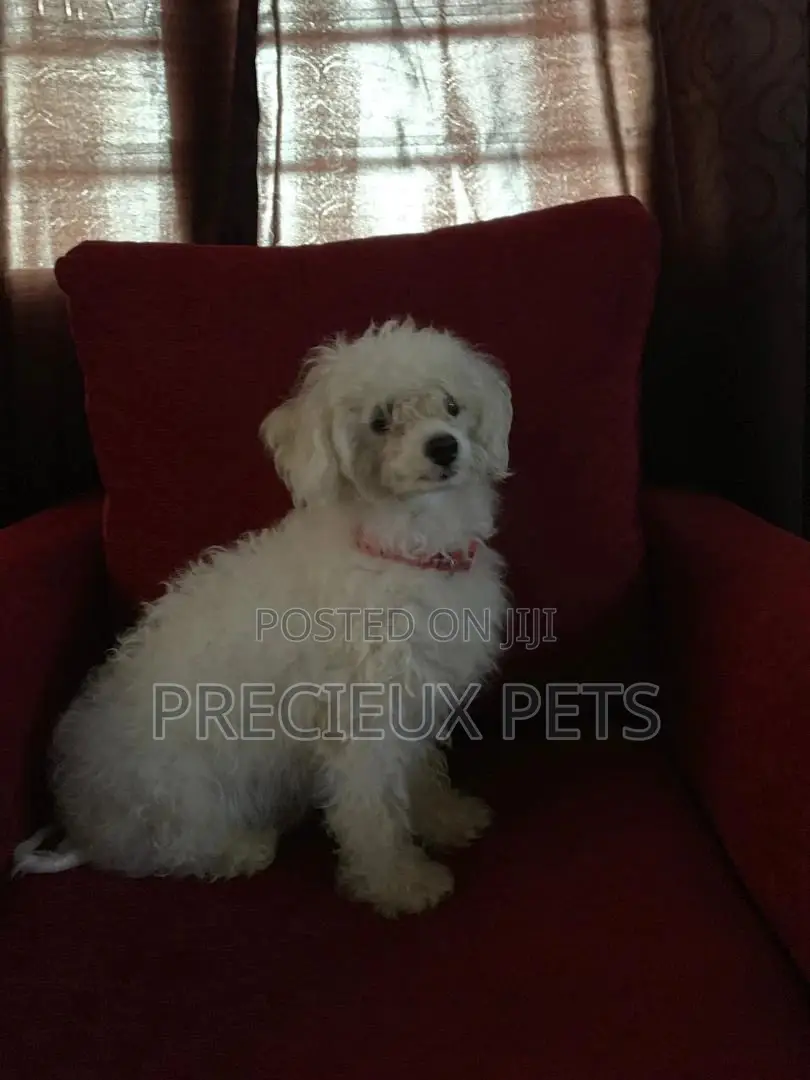 1+ Year Female Purebred Maltese