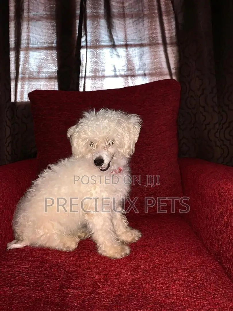 1+ Year Female Purebred Maltese