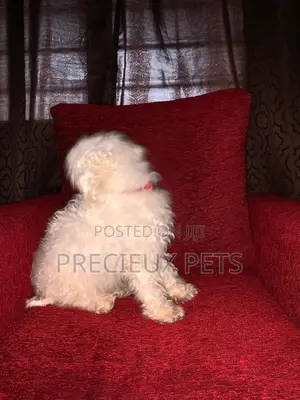 1+ Year Female Purebred Maltese
