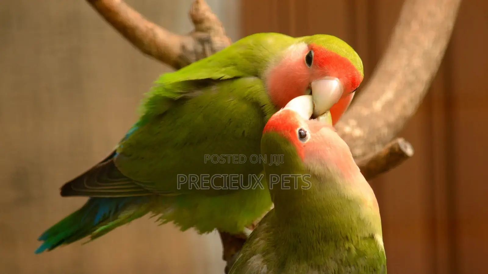 Love Birds