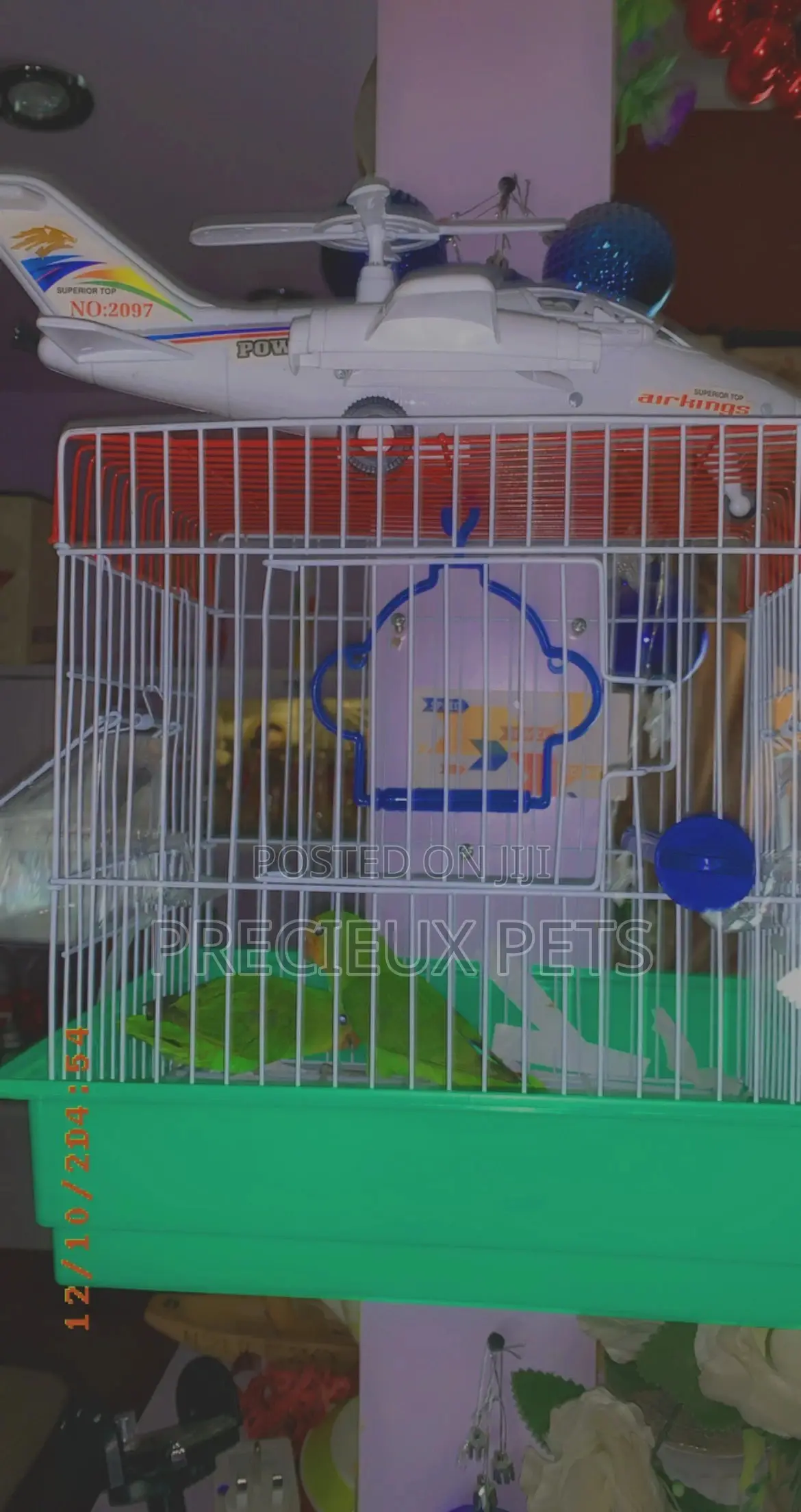 Love Birds