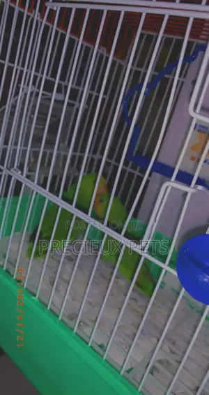 Love Birds