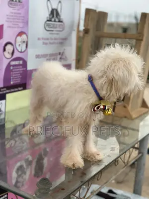 1+ Year Female Purebred Poodle
