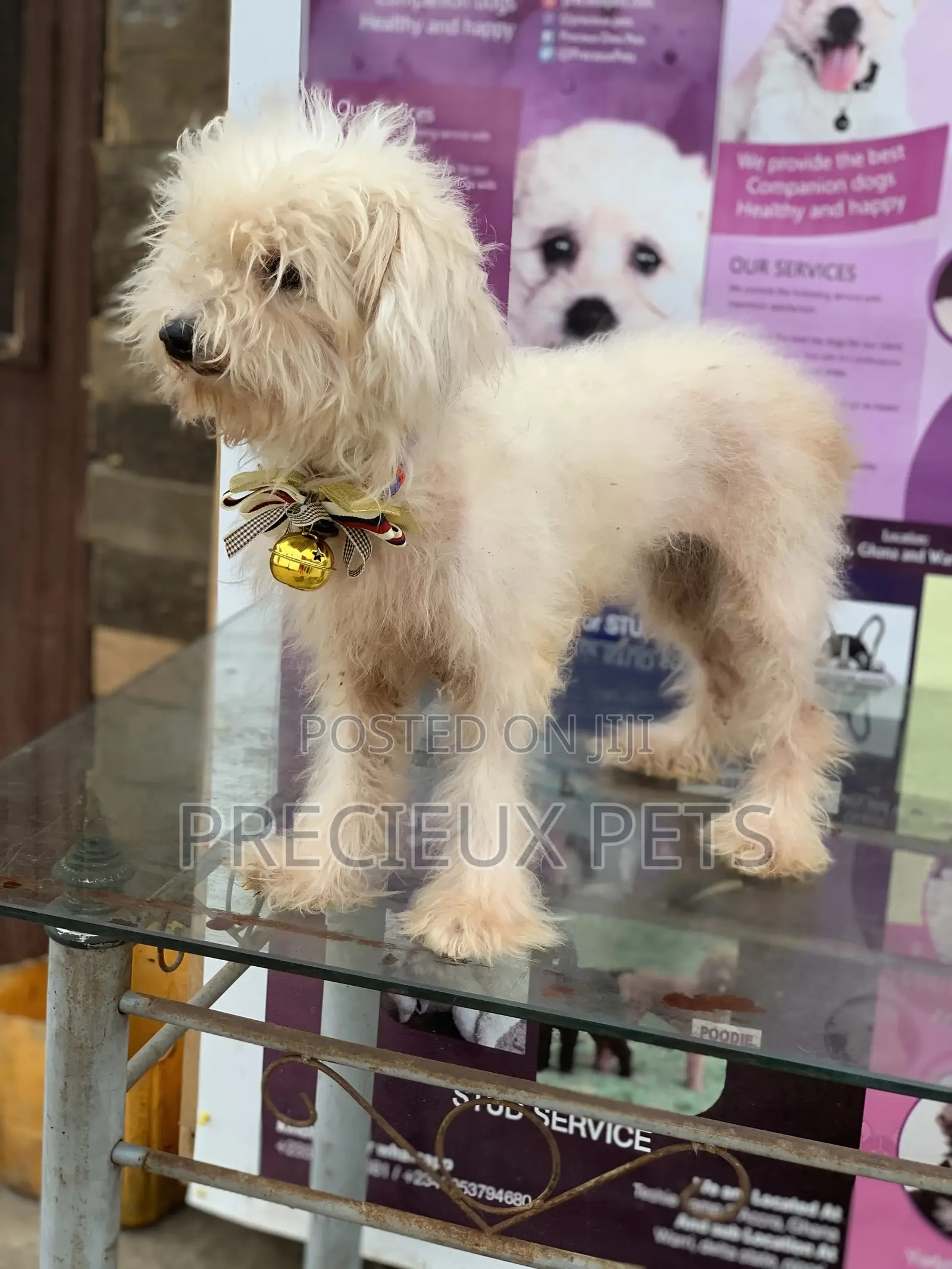 1+ Year Female Purebred Poodle
