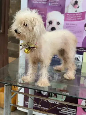 1+ Year Female Purebred Poodle