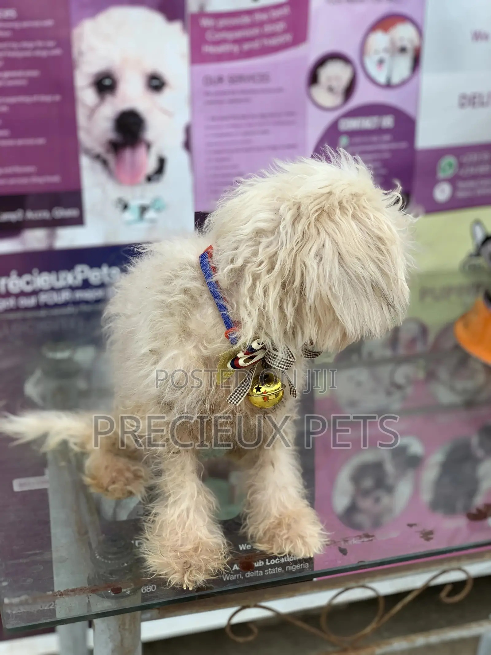 1+ Year Female Purebred Poodle