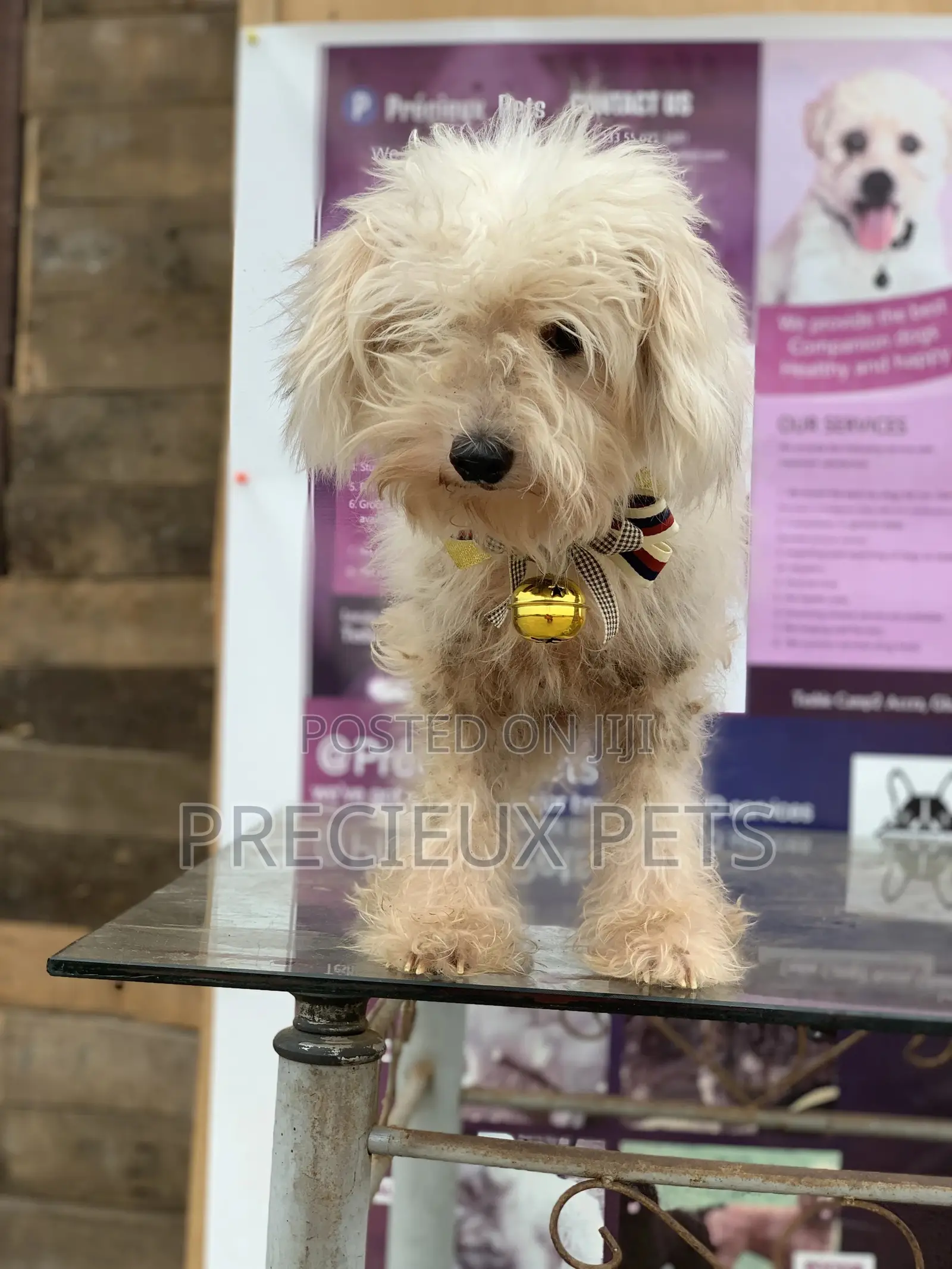 1+ Year Female Purebred Poodle