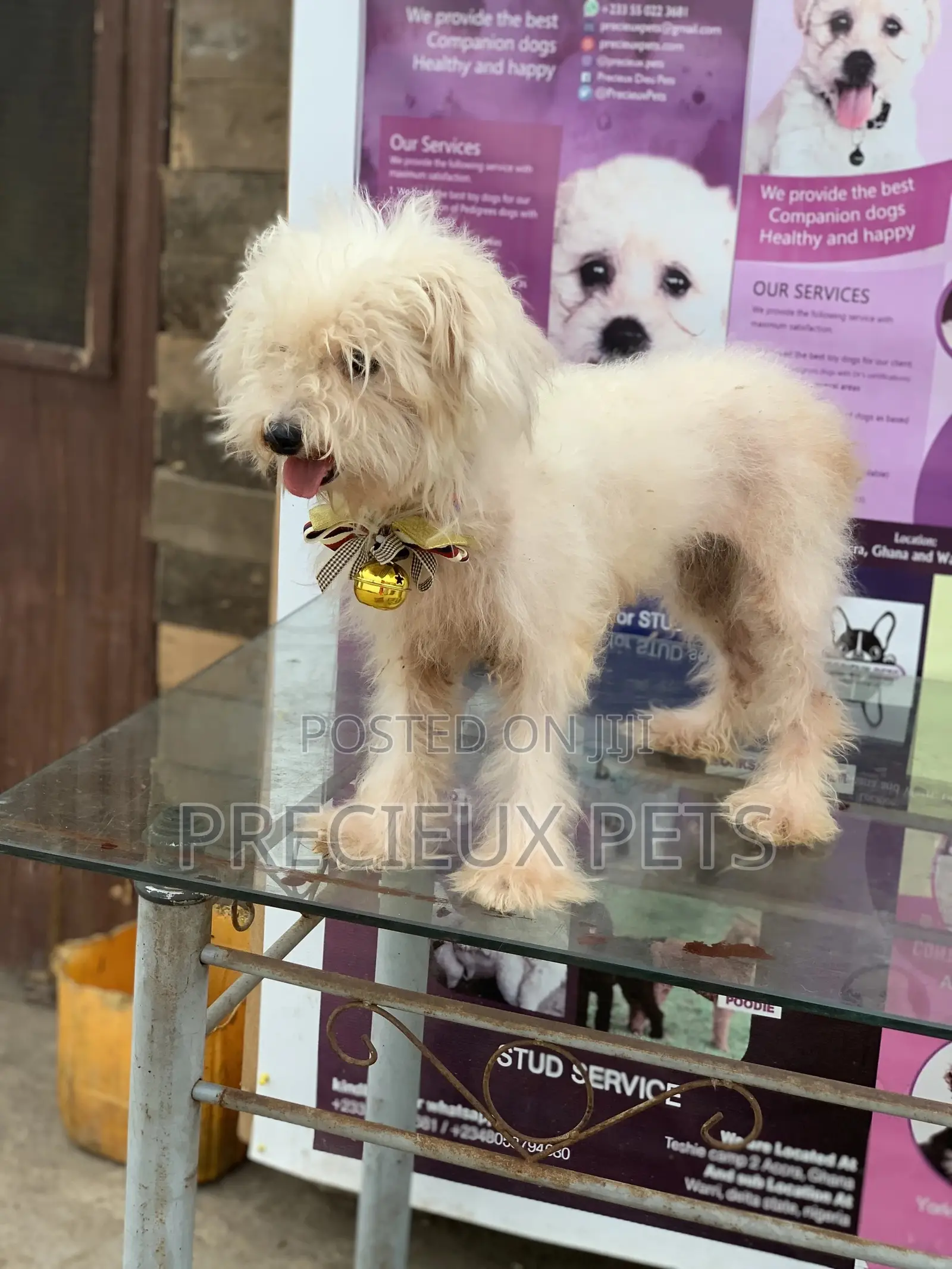1+ Year Female Purebred Poodle