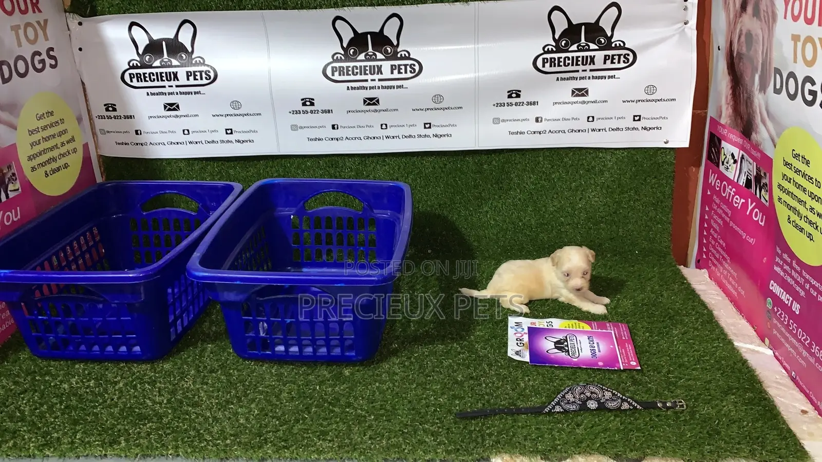 3-6 Month Male Purebred Maltese