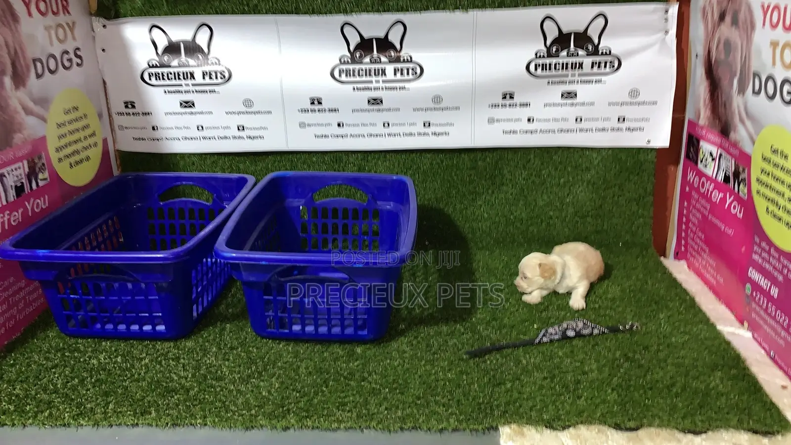 3-6 Month Male Purebred Maltese