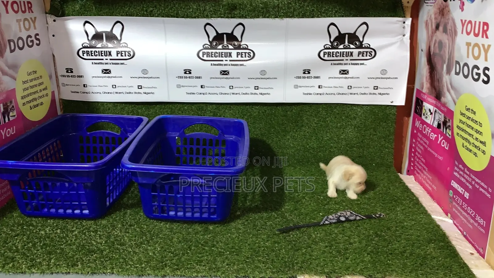 3-6 Month Male Purebred Maltese
