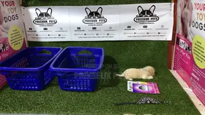 3-6 Month Male Purebred Maltese