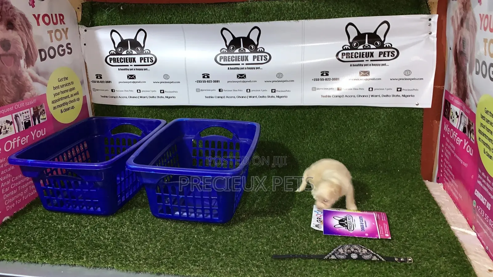3-6 Month Male Purebred Maltese