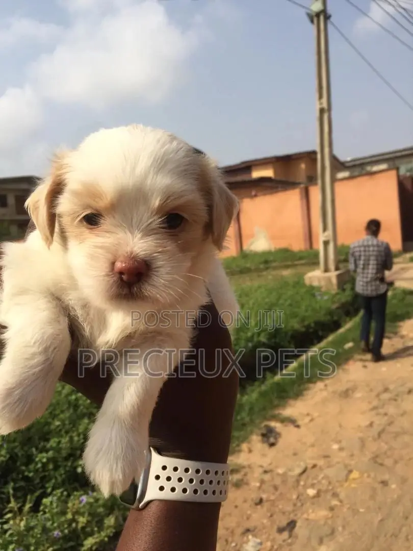 3-6 Month Male Purebred Maltese