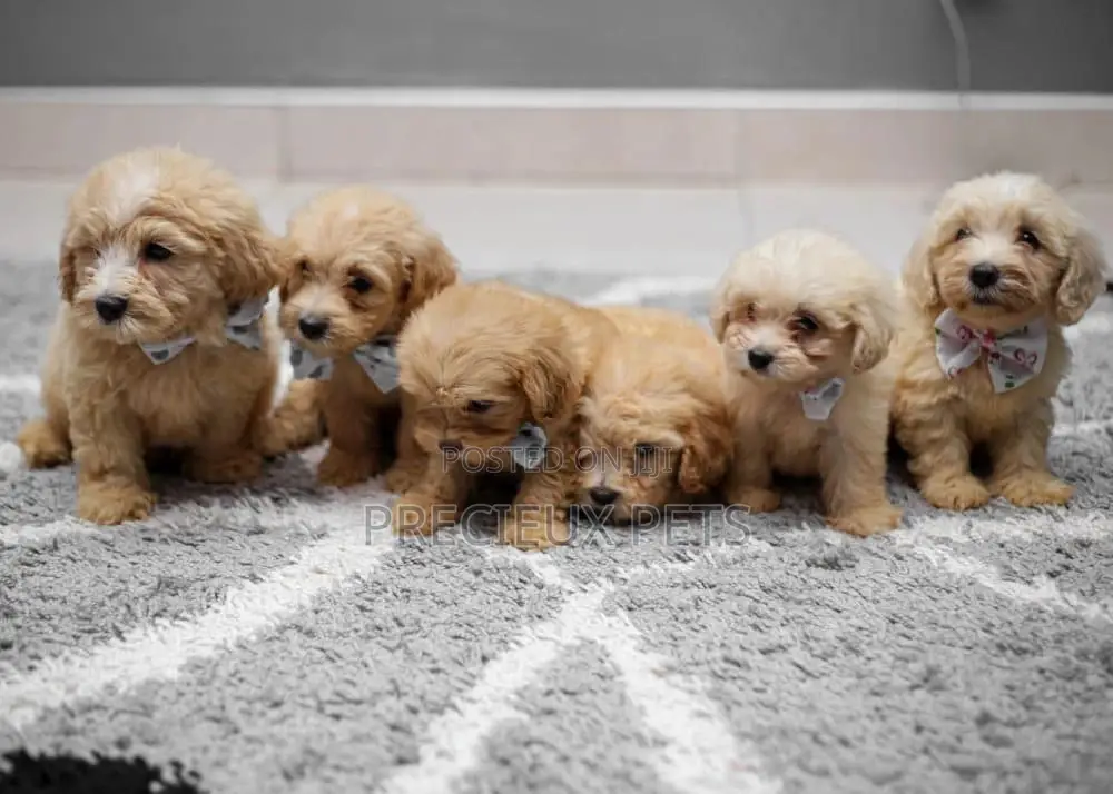 1-3 Month Female Purebred Poodle