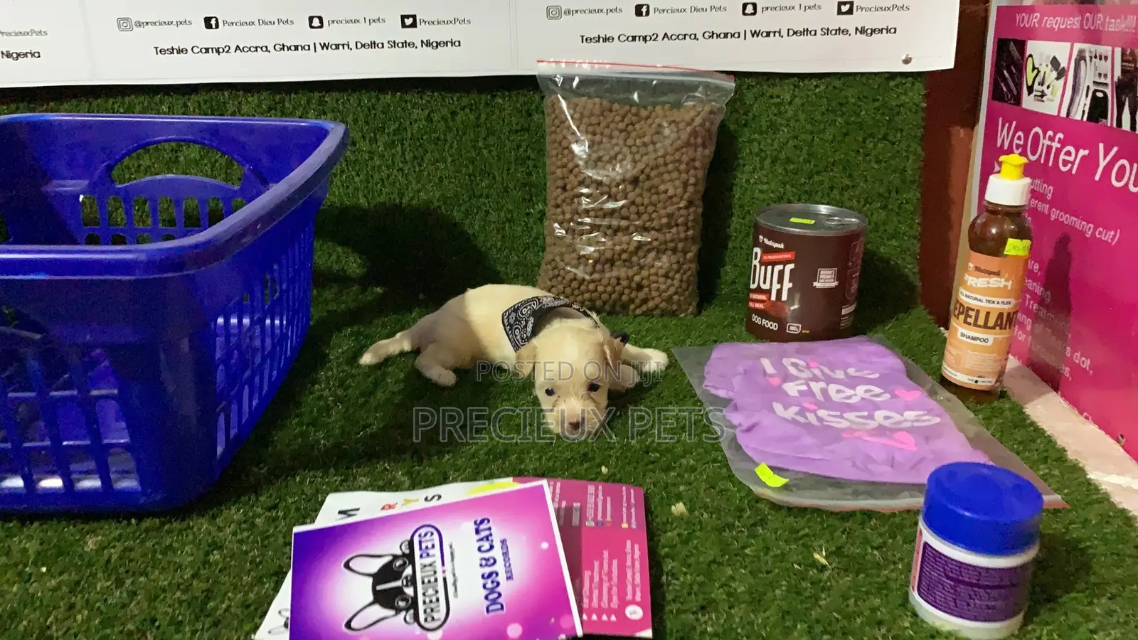 0-1 Month Female Purebred Maltese