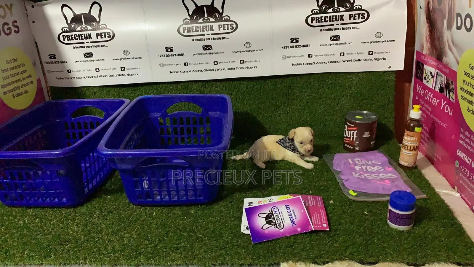 0-1 Month Female Purebred Maltese