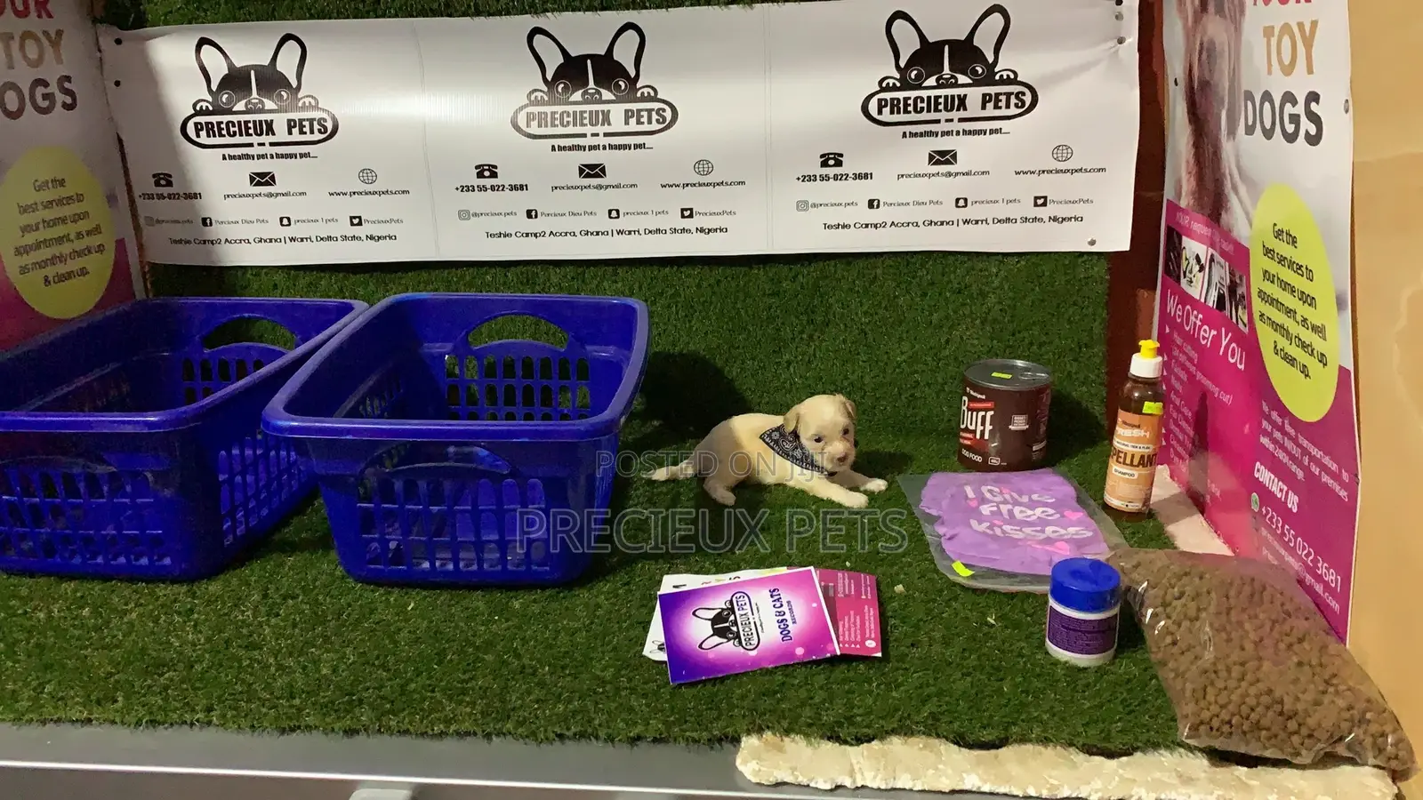 0-1 Month Female Purebred Maltese