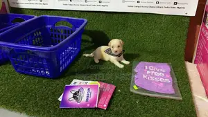 0-1 Month Female Purebred Maltese
