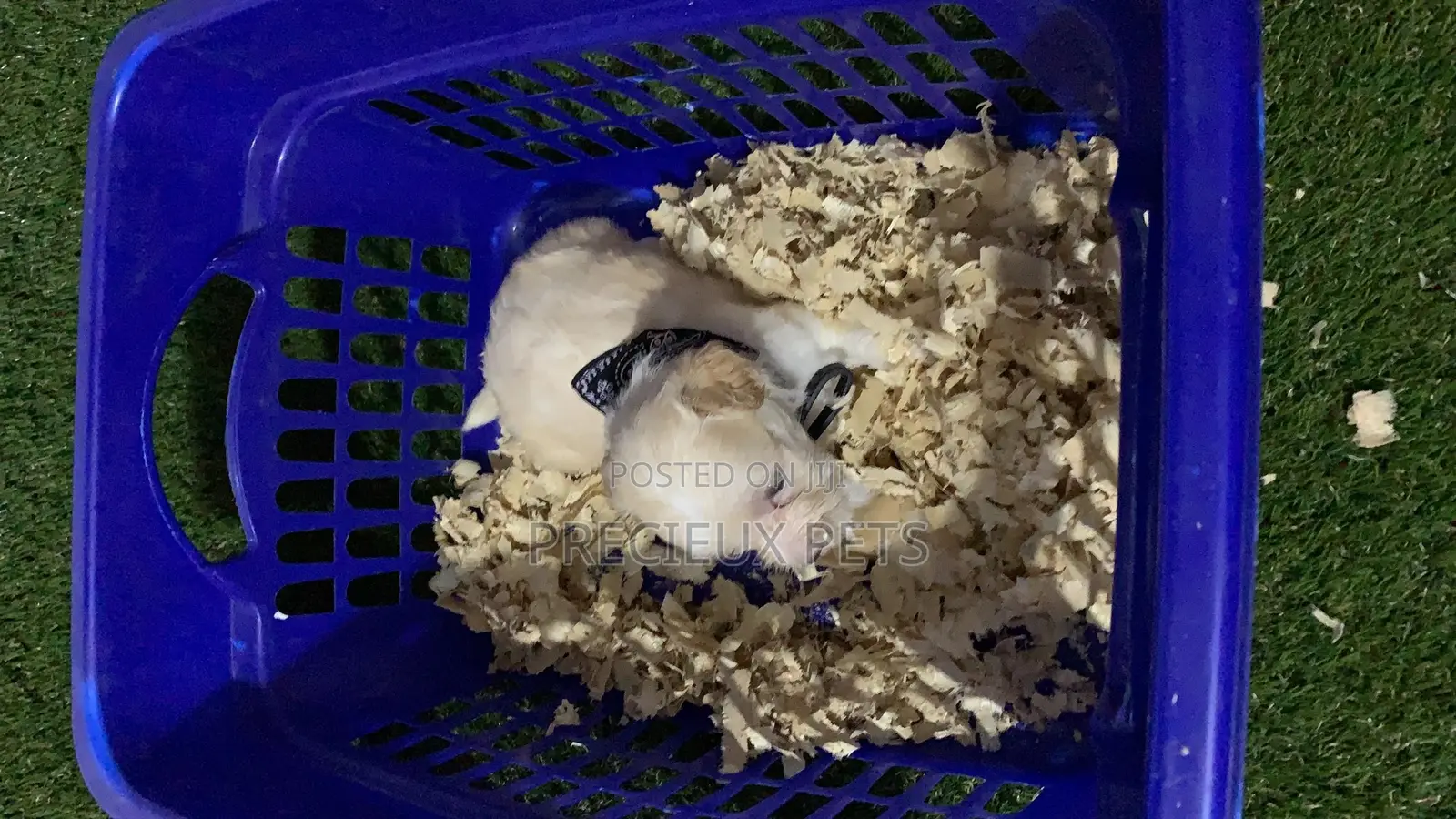 0-1 Month Female Purebred Maltese