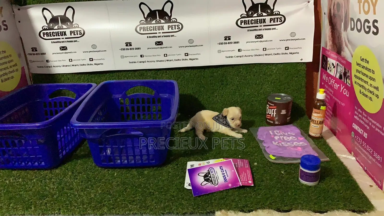 0-1 Month Female Purebred Maltese
