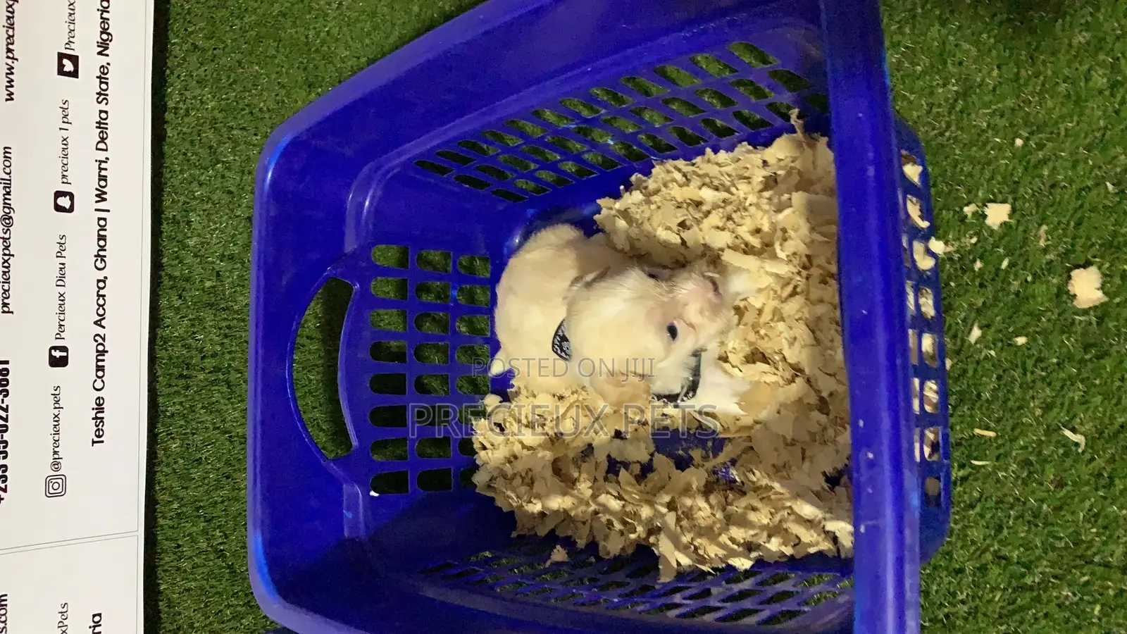 0-1 Month Female Purebred Maltese