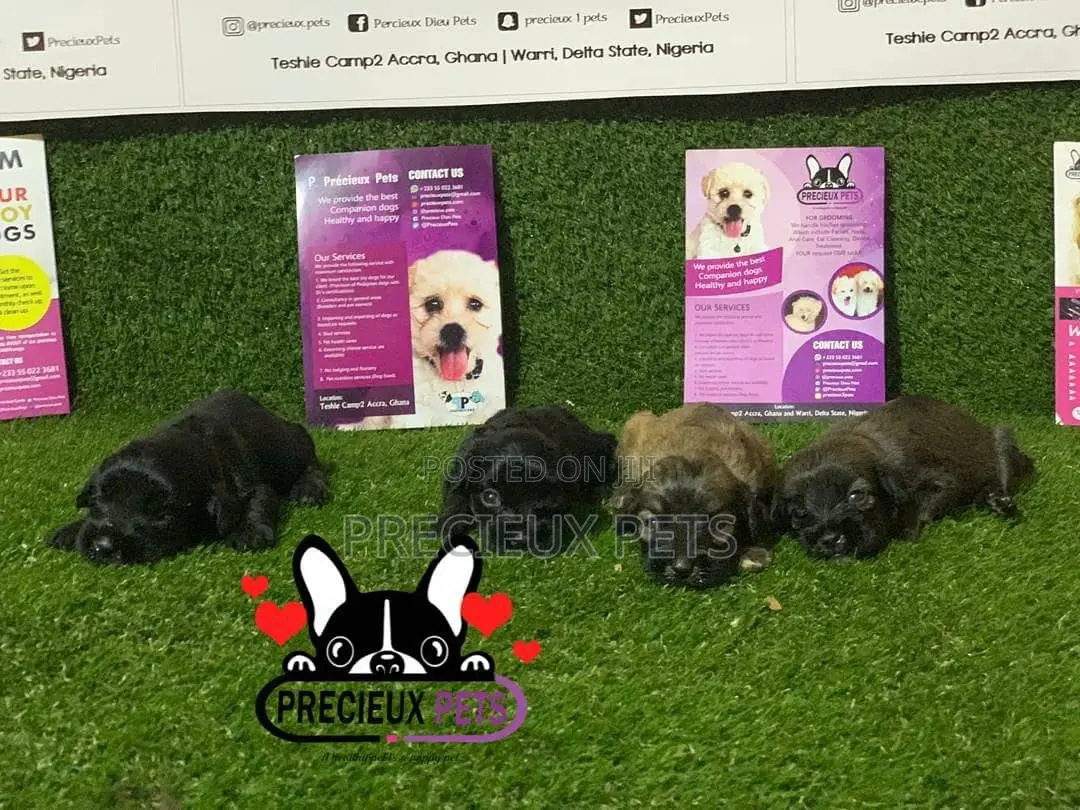 0-1 Month Male Purebred Poodle