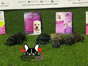 0-1 Month Male Purebred Poodle