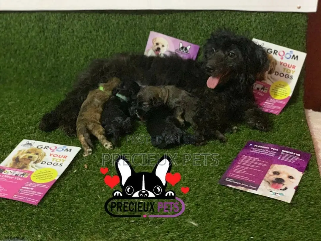 0-1 Month Male Purebred Poodle