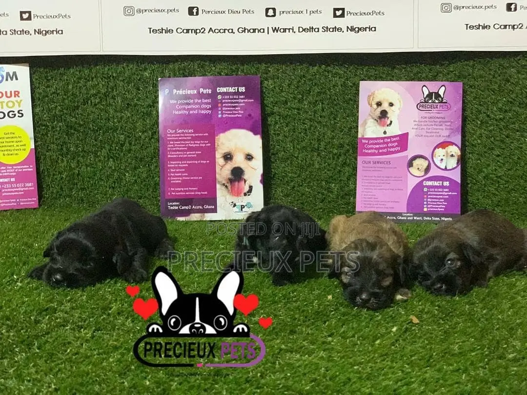 0-1 Month Male Purebred Poodle