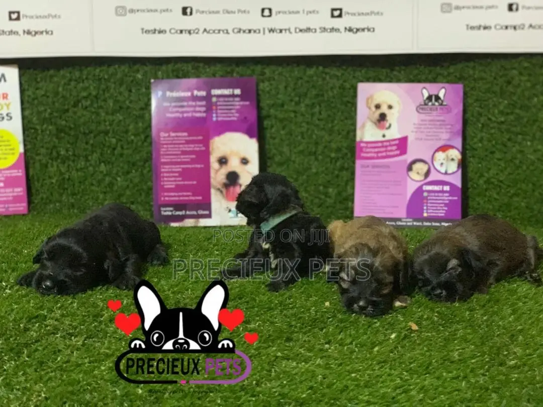 0-1 Month Male Purebred Poodle