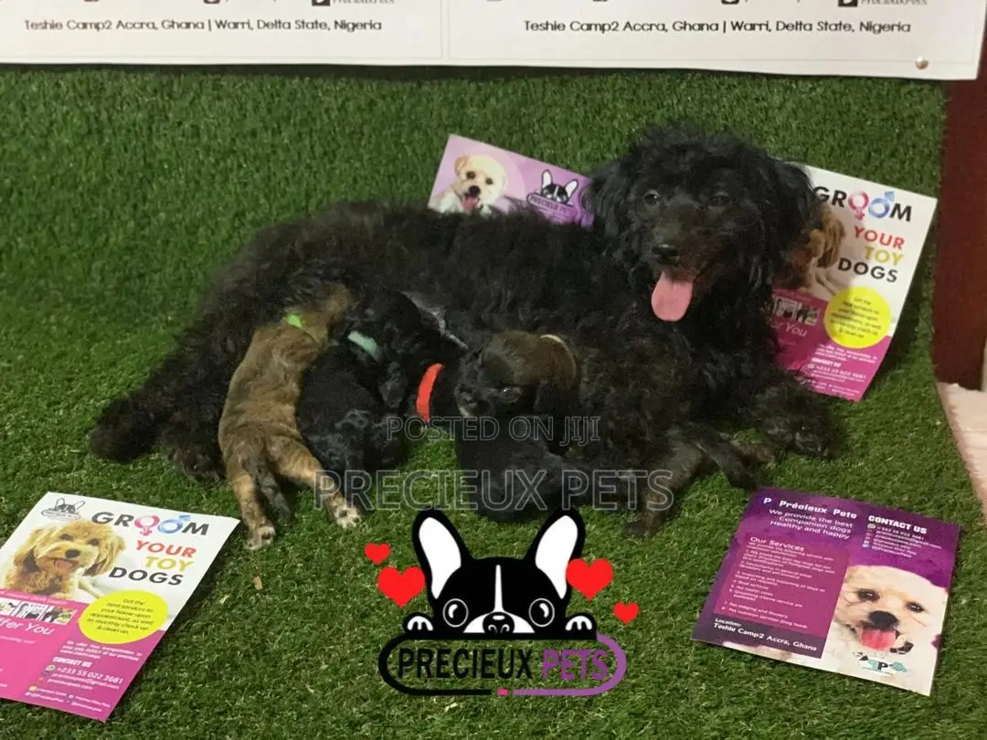 0-1 Month Male Purebred Poodle